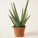 Aloes