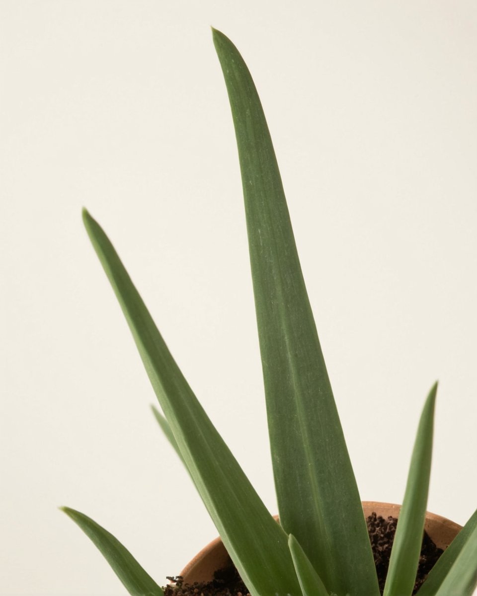 Aloes - obrazek 3
