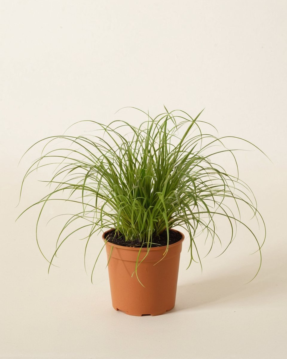 Alternifolius Zumula - obrazek 3