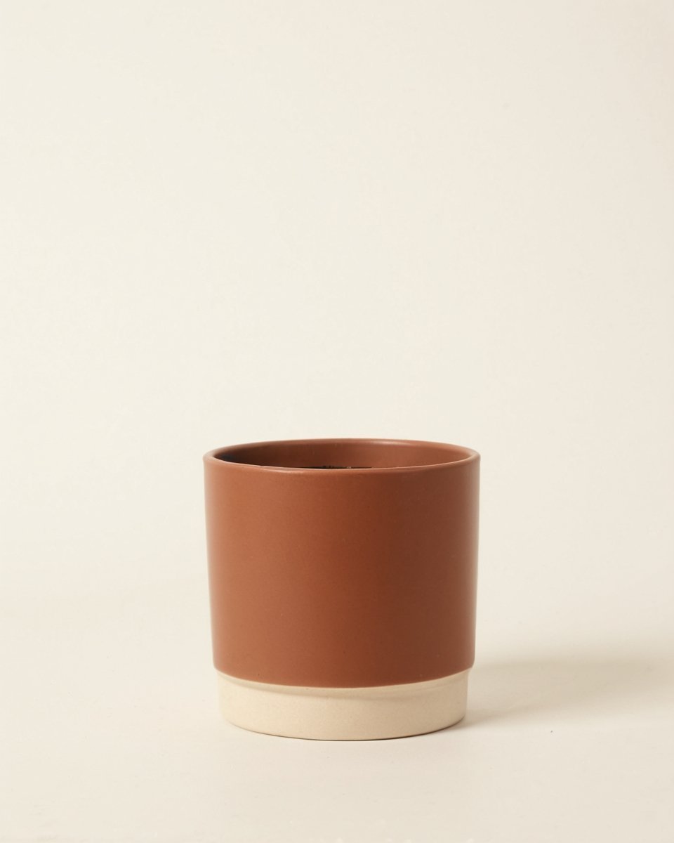 Alternifolius Zumula - obrazek 4