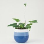 Arifolia