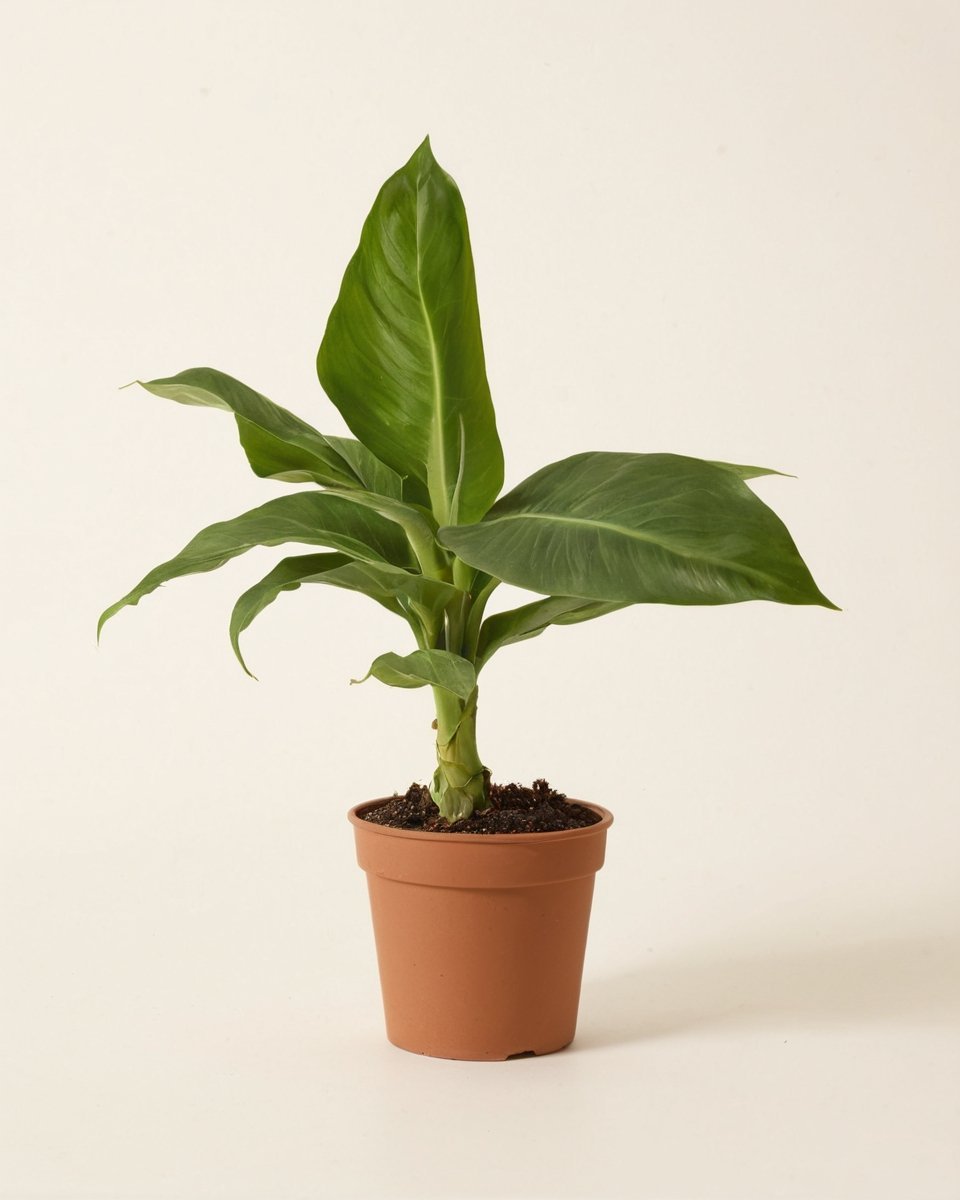 path_Banana_Tree_Plant_1.jpg
