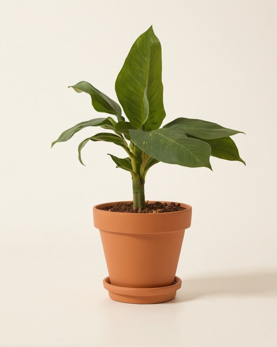 path_Banana_Tree_Plant_2.jpg