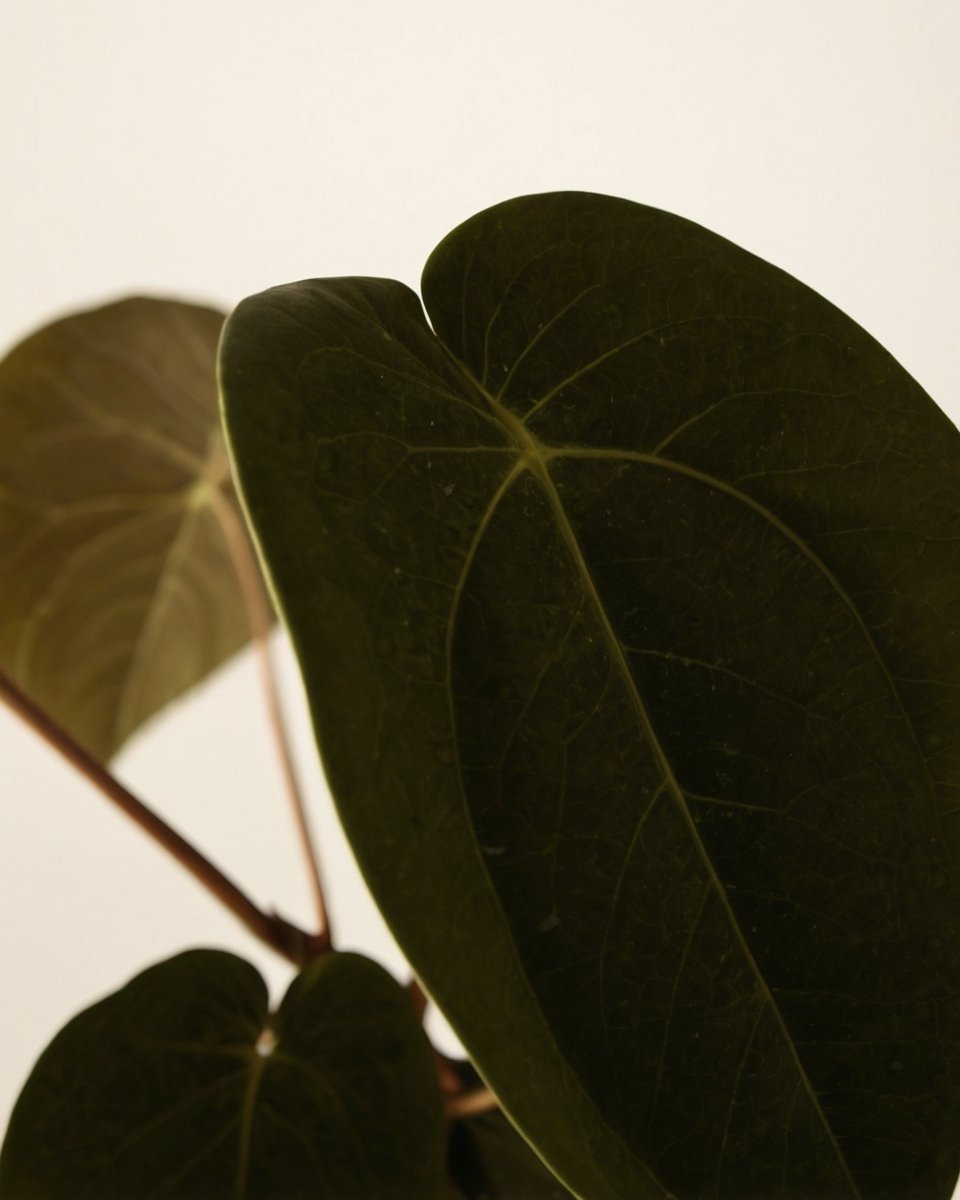 Ciemny Feniks - obrazek 3