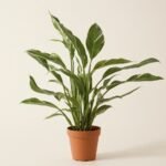Diamentowa Variegata
