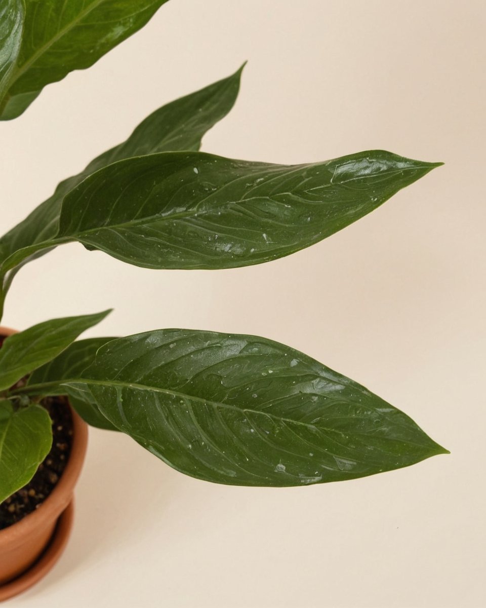 Diamentowa Variegata - obrazek 4