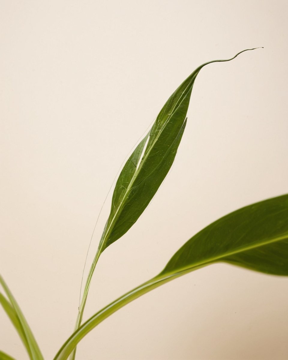 Floryda Variegata - obrazek 3