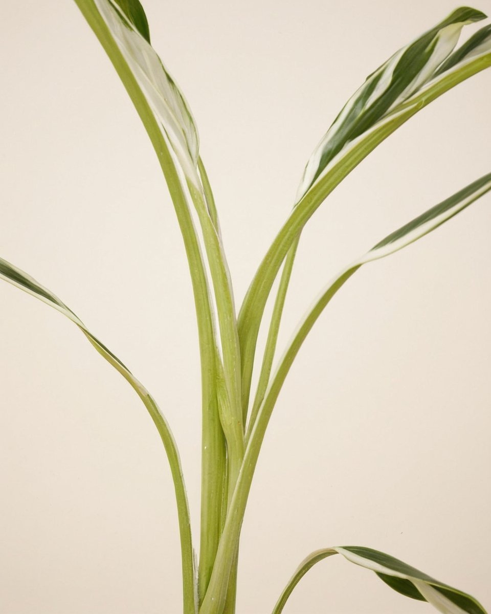 Floryda Variegata - obrazek 4