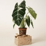 Frydek Variegata