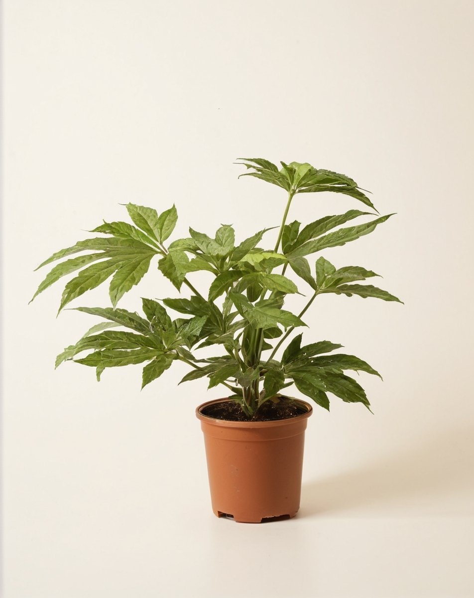 path_Japonica_Spiderweb_1.jpg