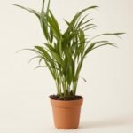 Lutescens