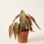 Maculata