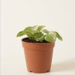 Mojito®