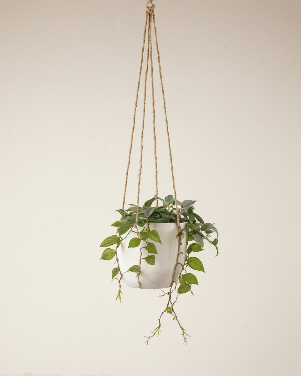 path_Nea_Hanging_Pot_White_1-1.jpg