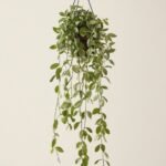 Oinantha Variegata