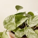 Pinnatum Marble Variegata