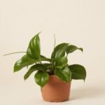Quinquenervia „Gwiazda Madury”