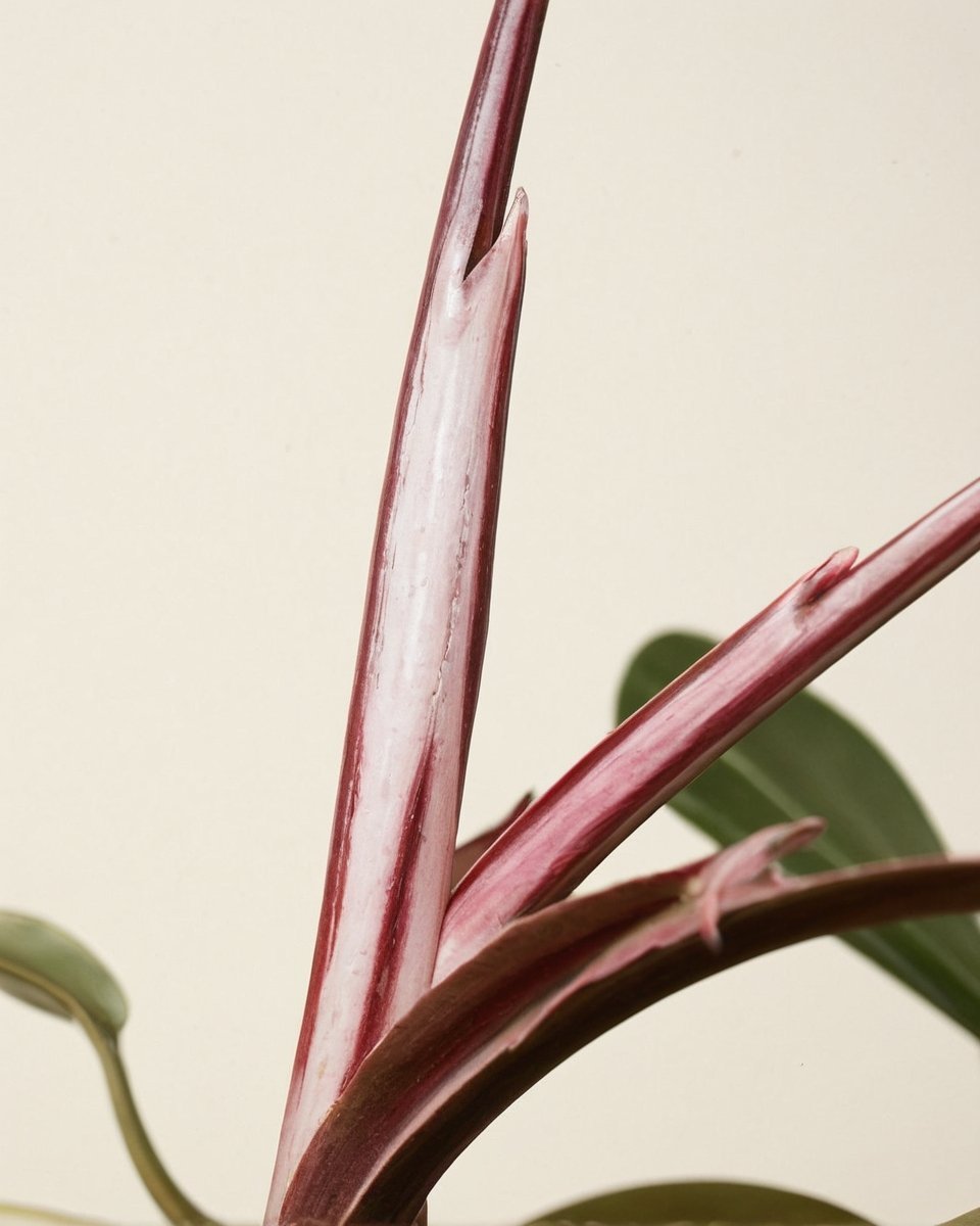 Czerwony Anderson - obrazek 3