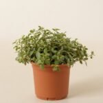 Repens