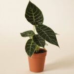 Watsoniana